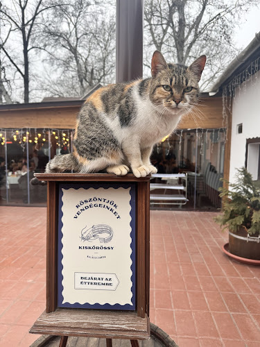 Comentarii opinii despre Kiskőrössy Halászcsárda