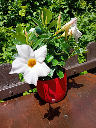 Comentarii opinii despre Vértescsárda