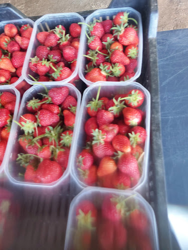 Faddi Szamóca - Fadd