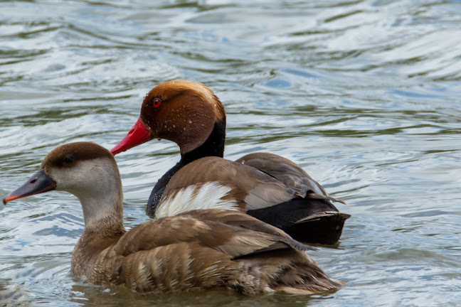 Panoráma Fagyizó - Vendéglátás